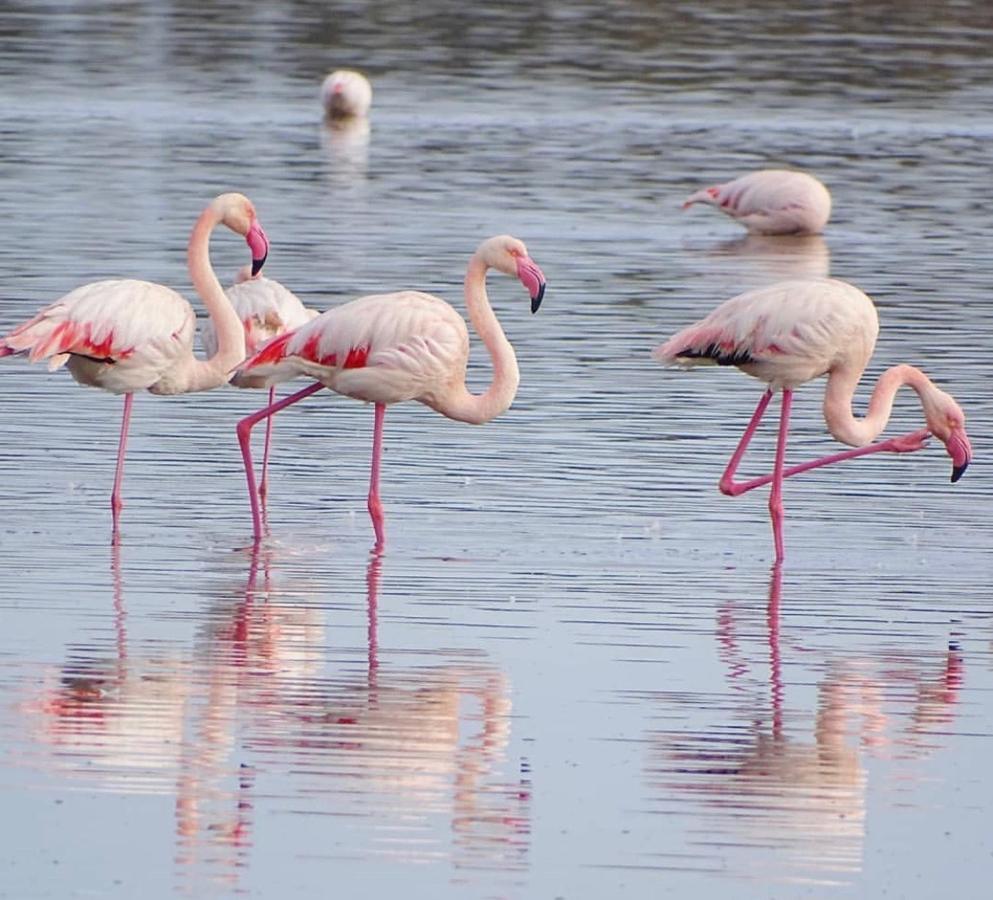 Case Vacanze "Bianco Mare" Porto Pino Εξωτερικό φωτογραφία